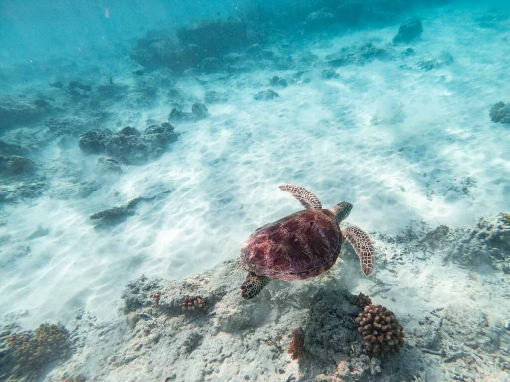 turtles at the beach gili trawangan t point swim