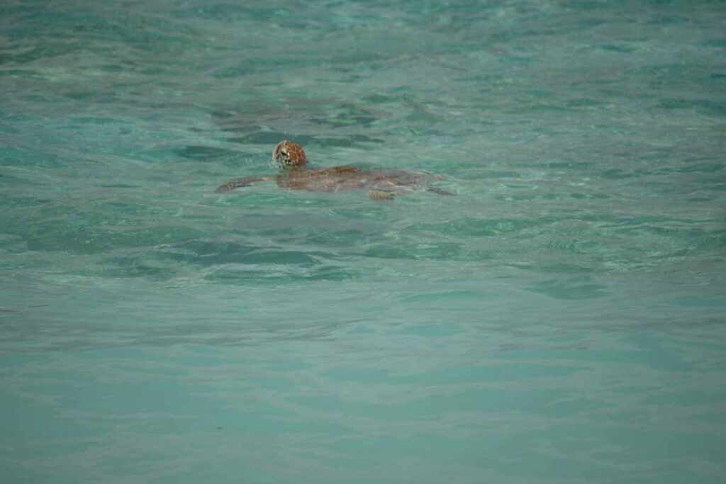 turtle coming up for air water