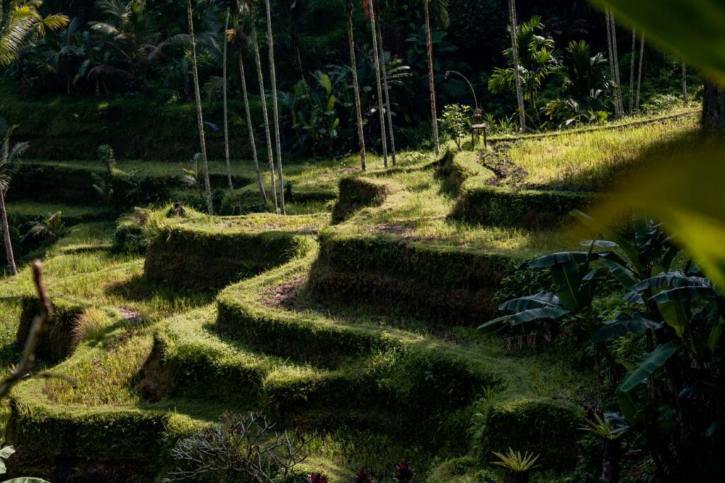 indonesia quotes sun rice terrace 