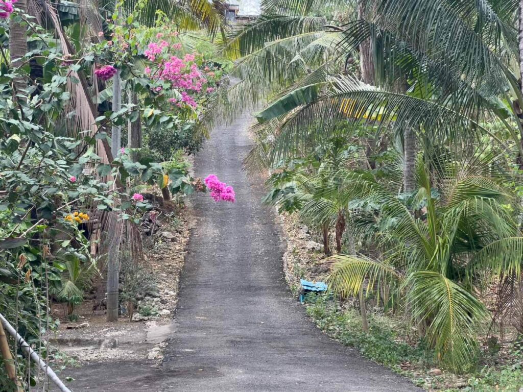 steep roads nusa penida street flower green palm tree