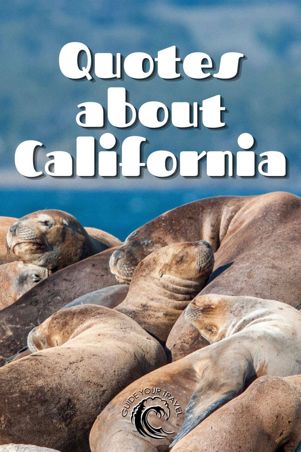 quotes and instagram captions about california with sea lions