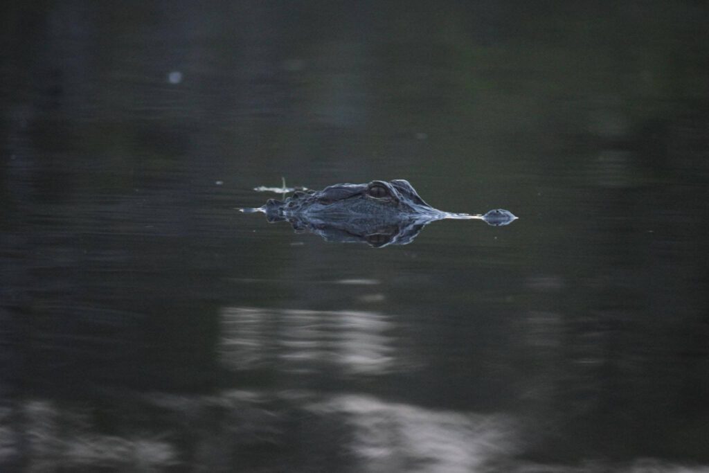 aligator florida water head poking out