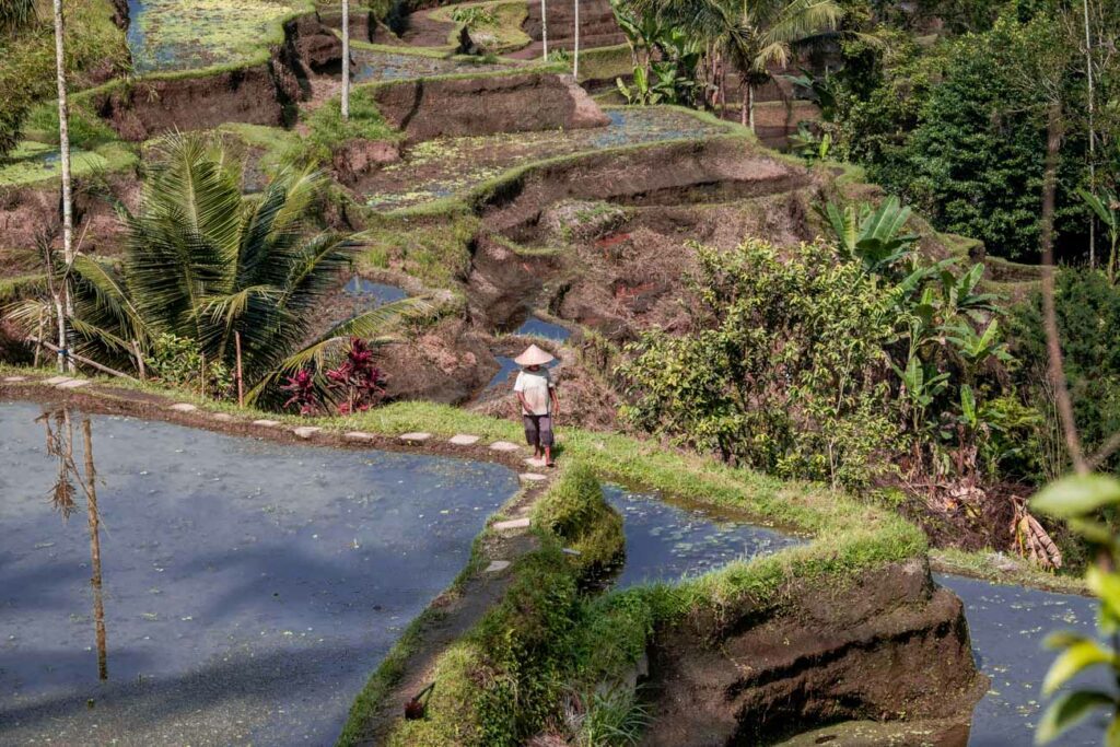 tegallalang rice terraces farmer walking with hat