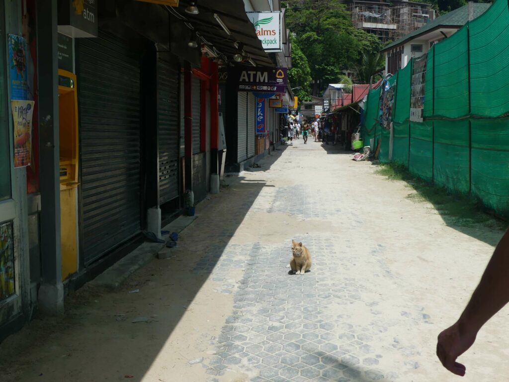 Centre of town in Koh Phi Phi with cat sitting in the sun