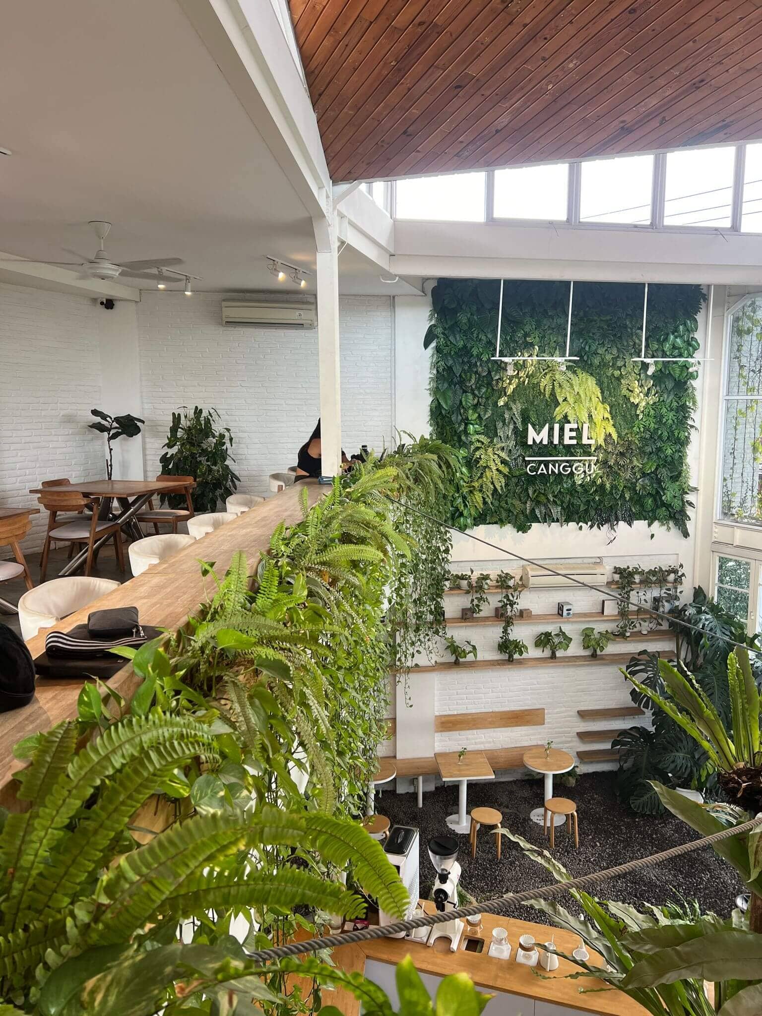 miel coffee anggu green plants coffee shops for coworking