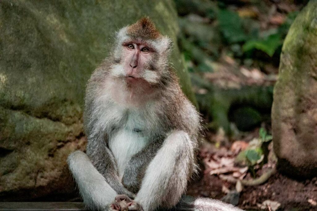 monkey in ubud monkey forest sitting in front of green stones