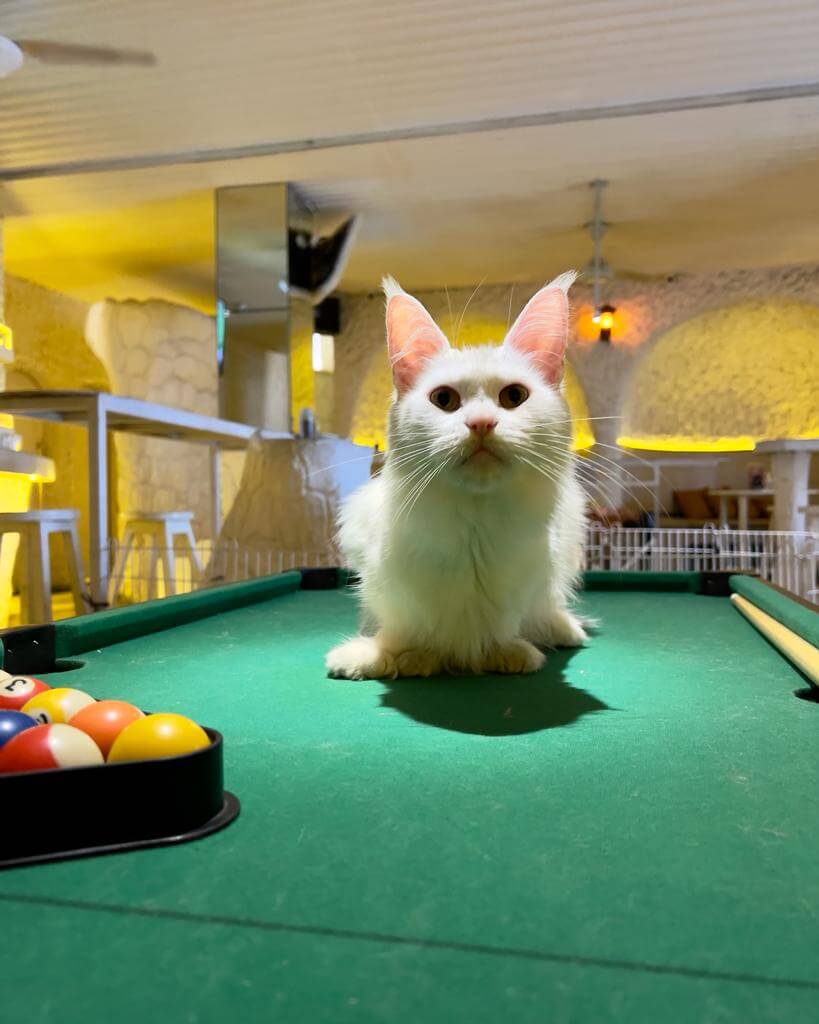 white mainecoon cat sitting on pool table at cat cafe in bangkok where you can celebrate your birthday