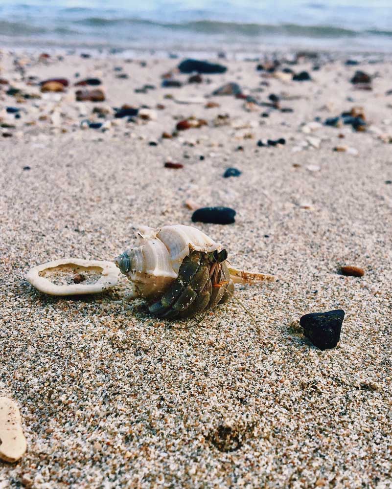 Koh Lanta hermit grab on the beach with stones and shells