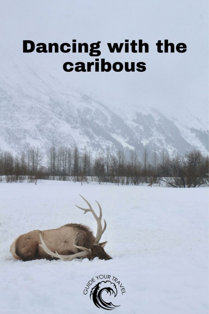 A caribou is resting in the snow with a backdrop of snow-covered mountains. Alaska instagram captions and quotes