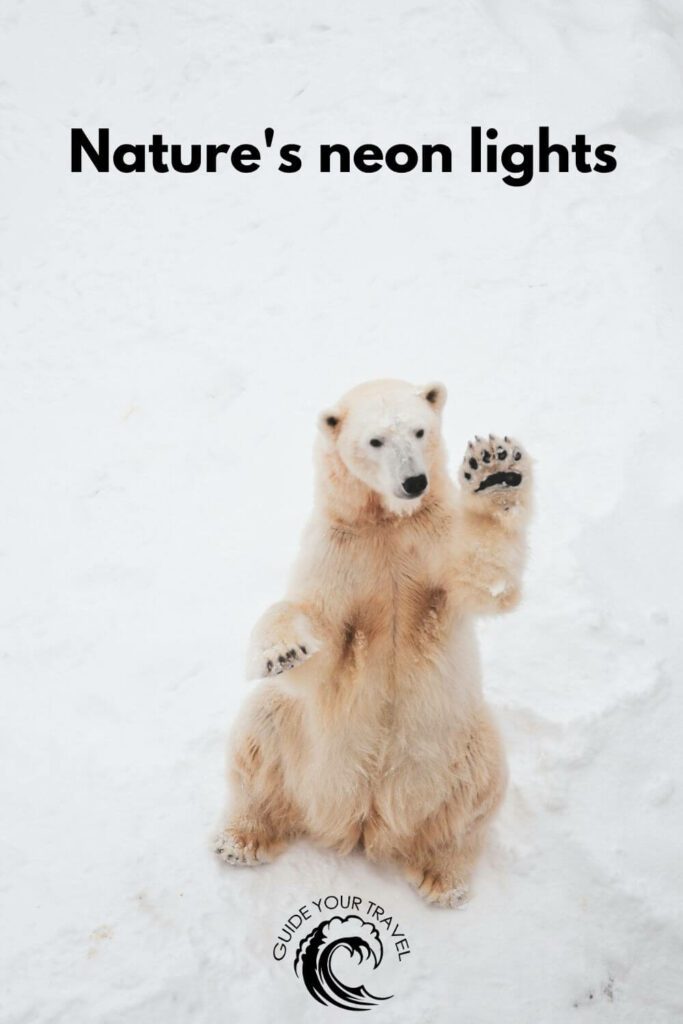 A polar bear is playfully standing on its hind legs in the snow. Alaska instagram captions and quotes