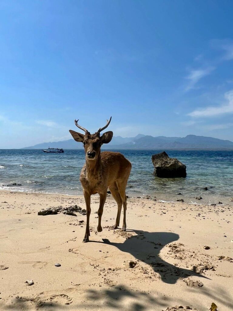 Menjangan island west bali national park deer on beach with blue sky