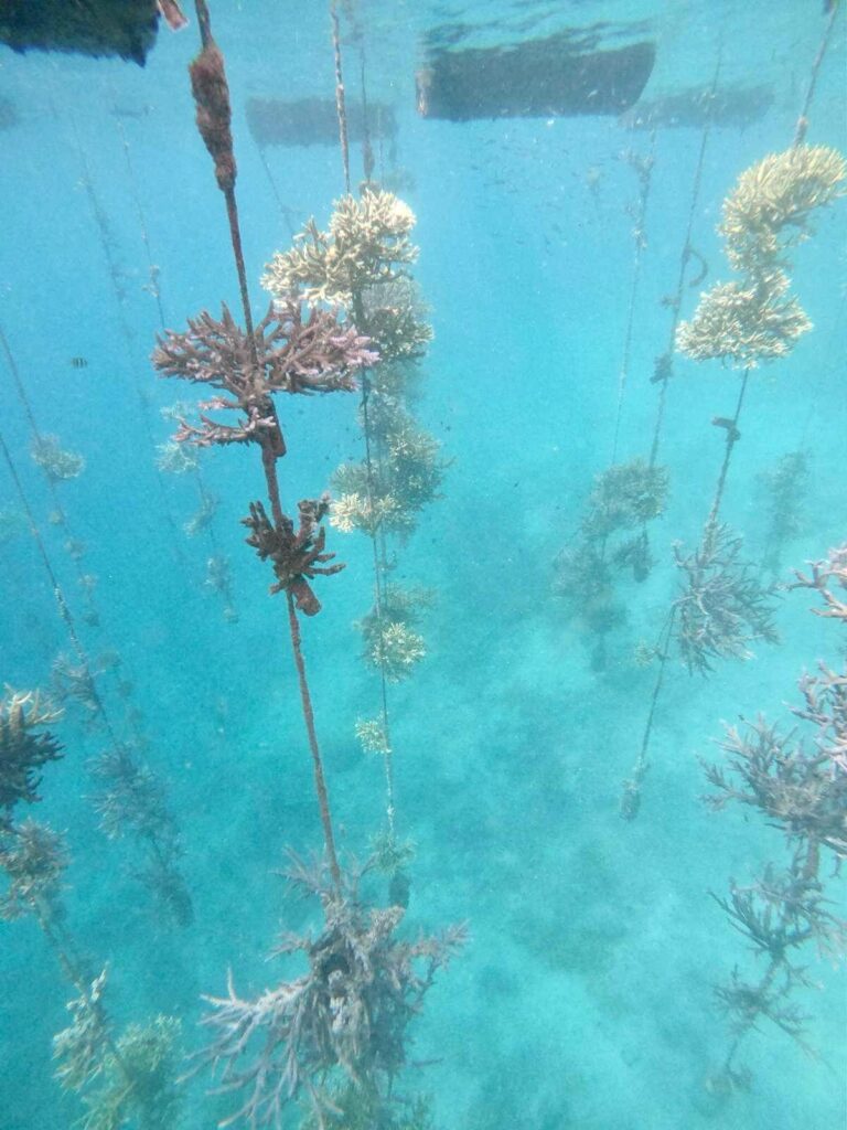 underwater sculpture garden metamorfosa west bali sumberkima plant baby coral