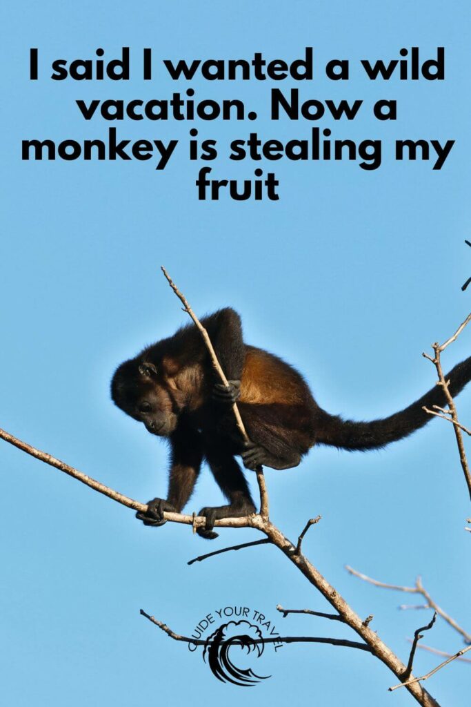 A monkey is perched on a tree branch Costa Rica Instagram captions and quotes