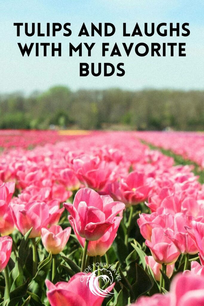 A vibrant field of pink tulips perfect for Amsterdam Instagram captions and quotes.