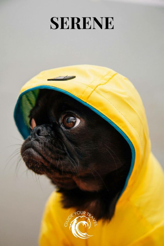 A pug in a yellow raincoat perfect for rainy day Instagram captions and quotes.