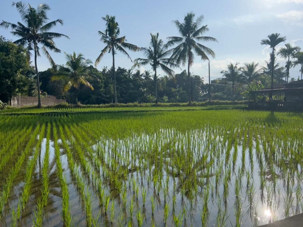 rice fields in canggu